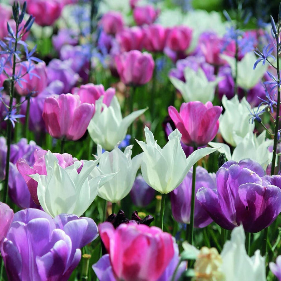 Blumenzwiebel-Mix 'Pure Pastel Sky'