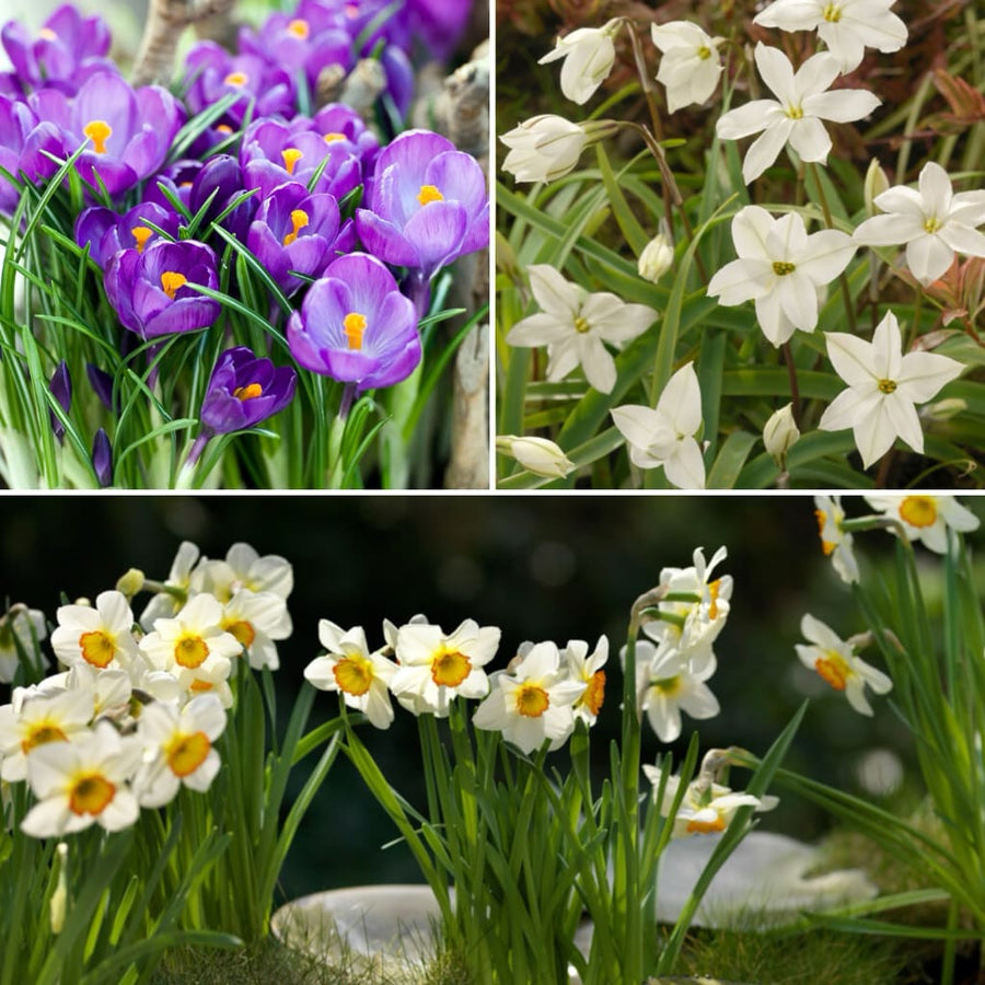 Blumenzwiebel-Mix Schattenverträglich
