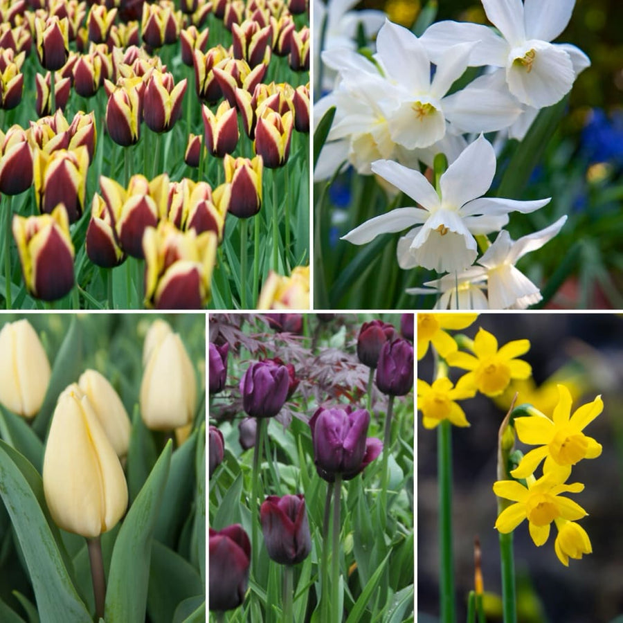 Blumenzwiebel-Mix 'Shiny Garden'