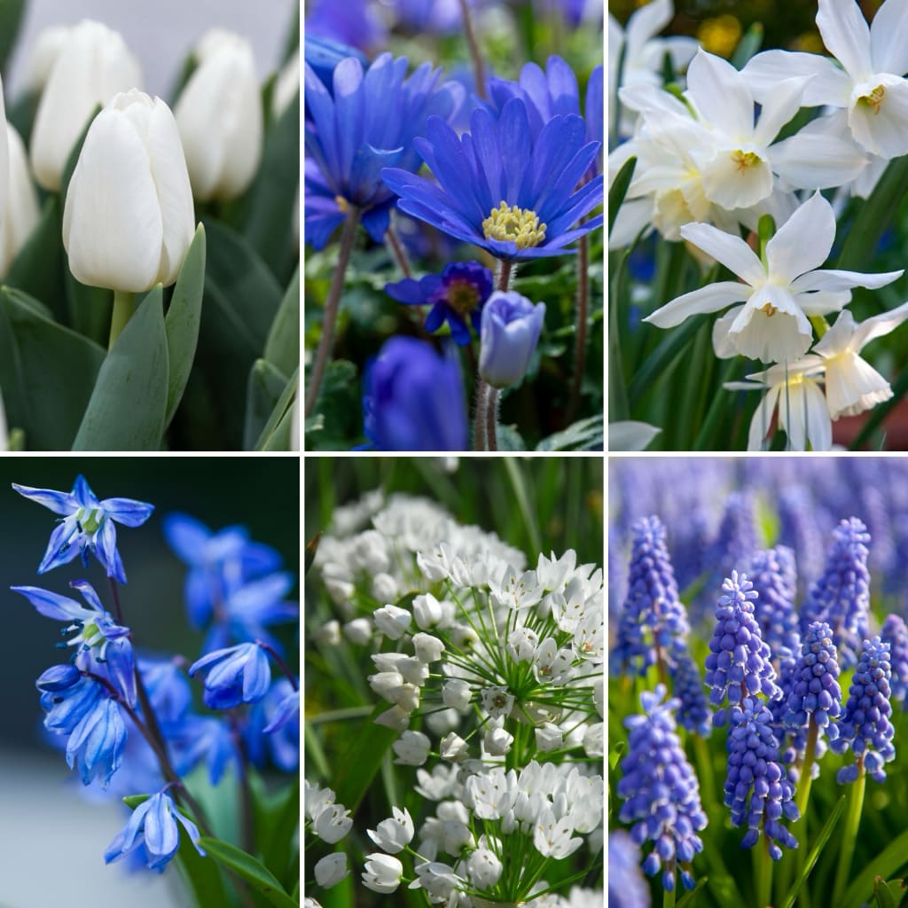 Blumenzwiebel-Mix 'Sky Blue Garden'