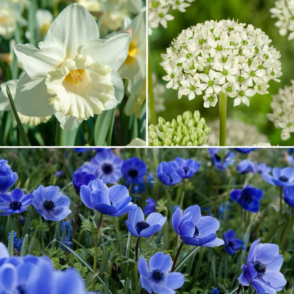Blumenzwiebel-Mix Sonnenliebend
