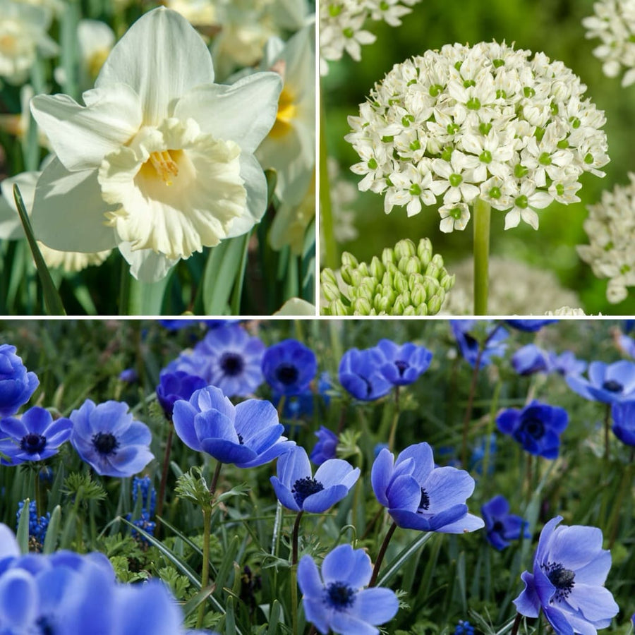 Blumenzwiebel-Mix Sonnenliebend