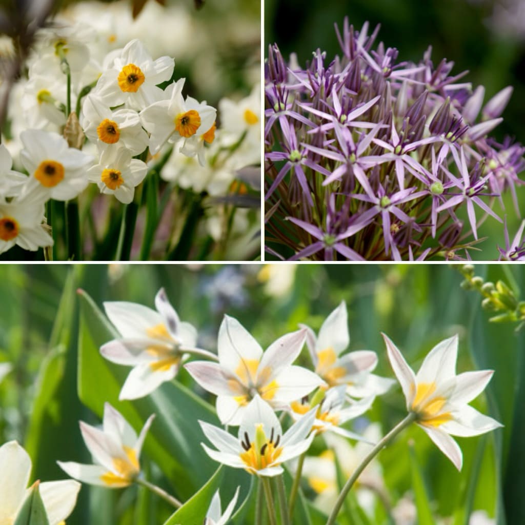 Blumenzwiebel-Mix Trockenheitsverträglich