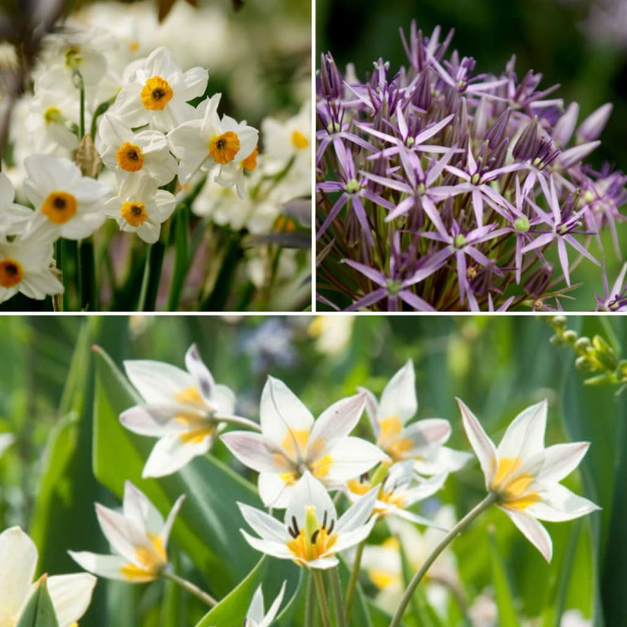 Blumenzwiebel-Mix Trockenheitsverträglich