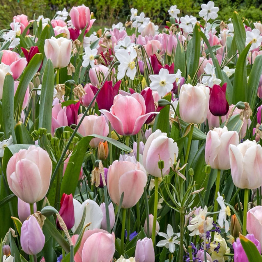 Blumenzwiebel-Mix 'Vintage Silk'