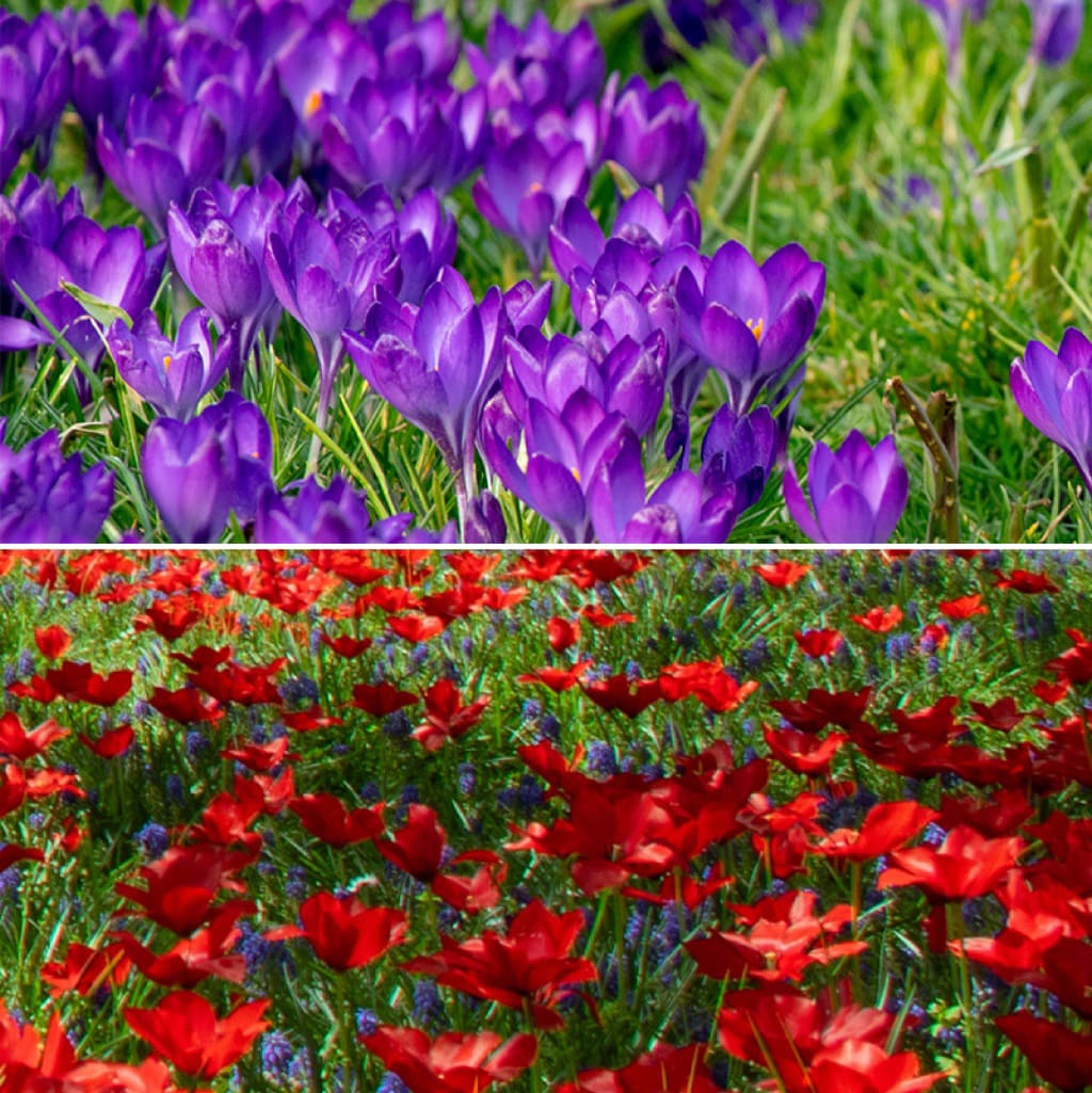 Blumenzwiebel-Mix 'Wild Bloom Selection'