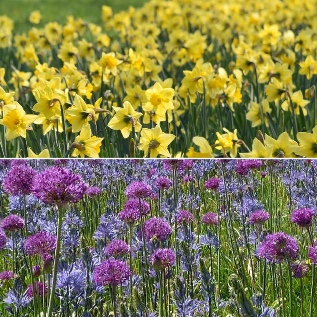 Blumenzwiebel-Mix 'Yellow & Purple Edition'