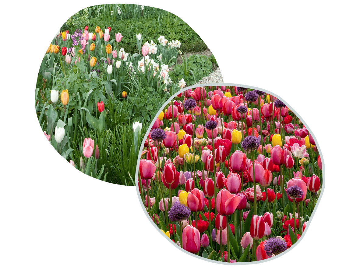 Blühendes Tulpenbeet und Zierlauch