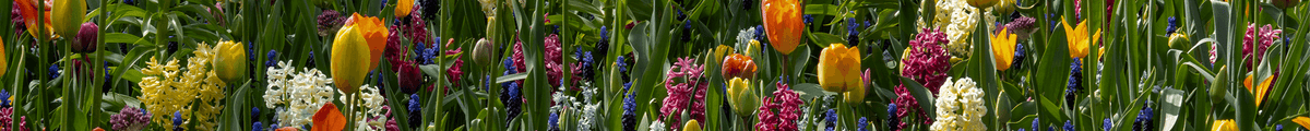 Blumenzwiebeln Großpackungen