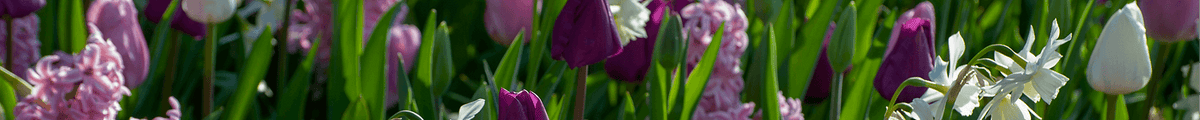 Blumenzwiebeln