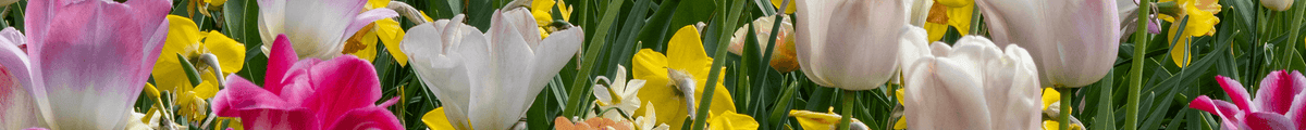 Blumenzwiebel-Mix mit mehrfacher Blüte