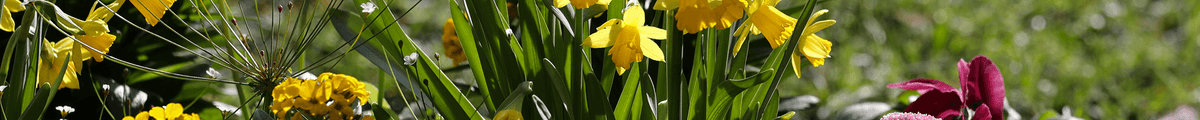 Mehrjährige Blumenzwiebeln