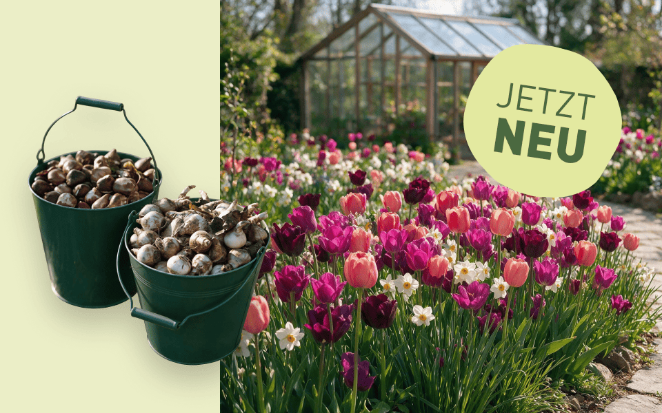 Neue Blumenzwiebeln