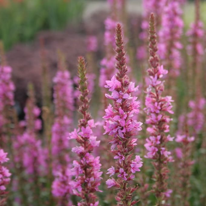 Blut-Weiderich 'Robin' Purpur