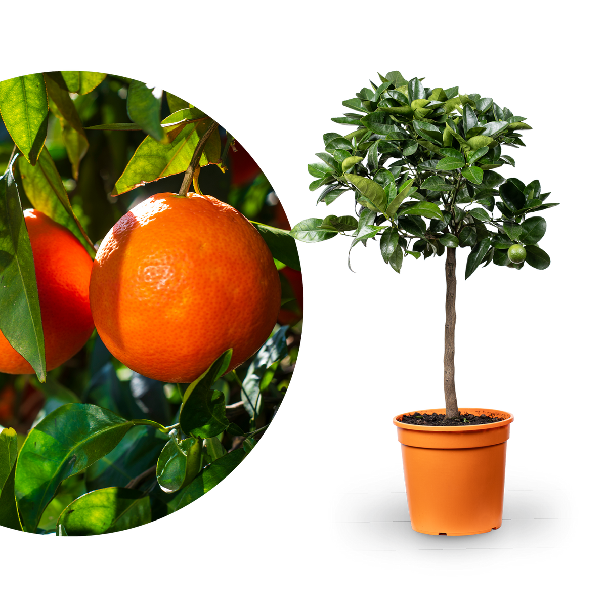 Blutorange ORANGE TIME® 'Moro'