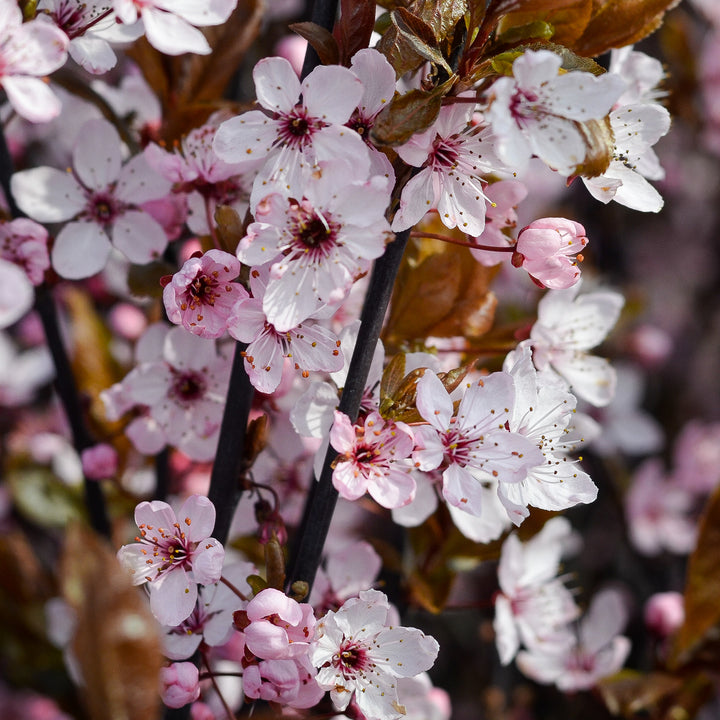 Blüte der Blutpflaume 'Nigra'