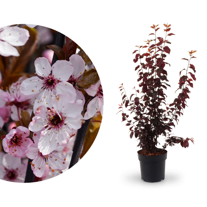 Blutpflaume 'Nigra'