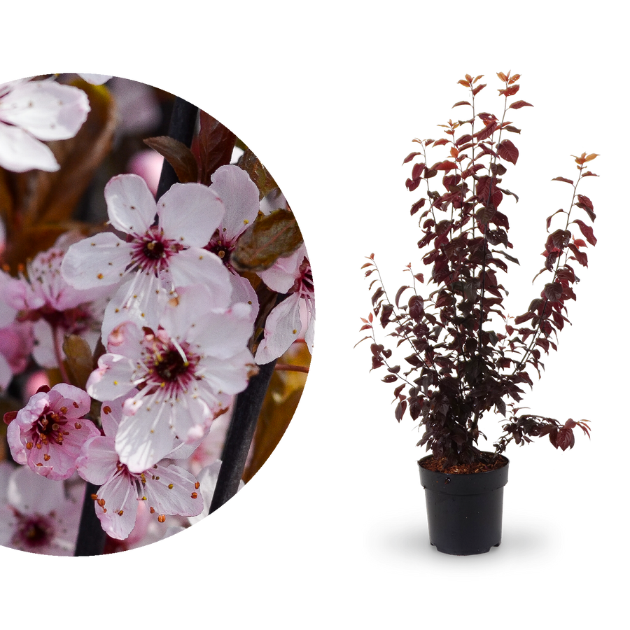 Blutpflaume 'Nigra'