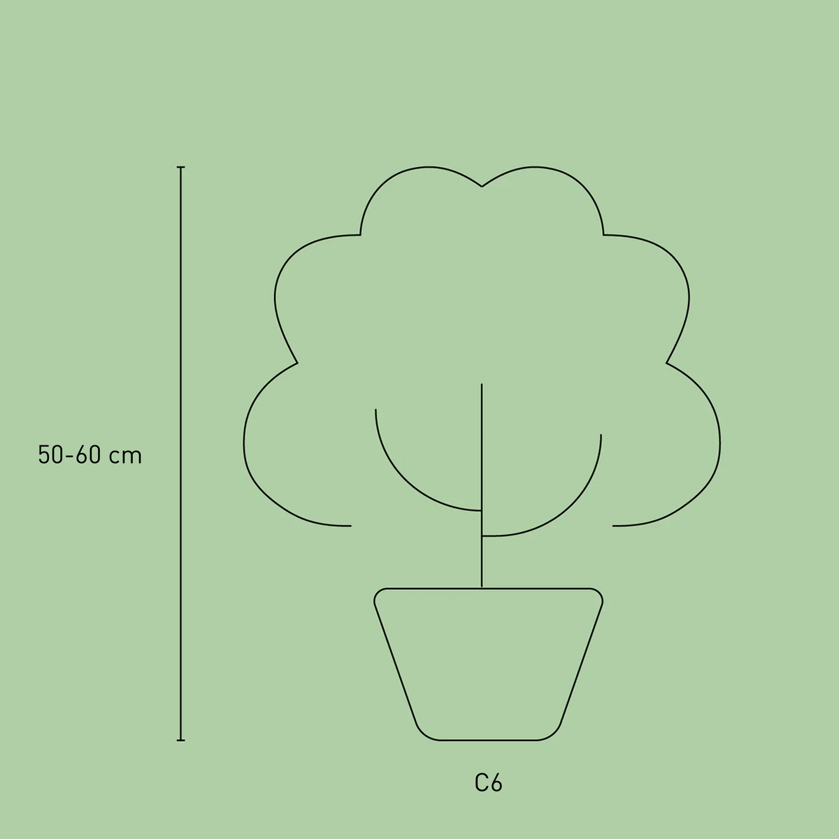 Größe der Bodendecker-Hortensie Groundbreaker® 'Blush'