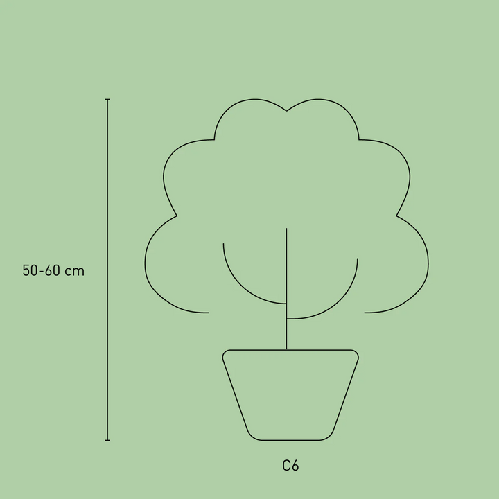 Größe der Bodendecker-Hortensie Groundbreaker® 'Blush'