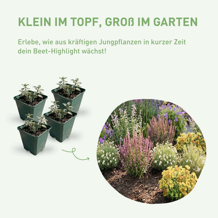 Vorher-Nachher Wirkung Bodendecker-Set einpflanzen