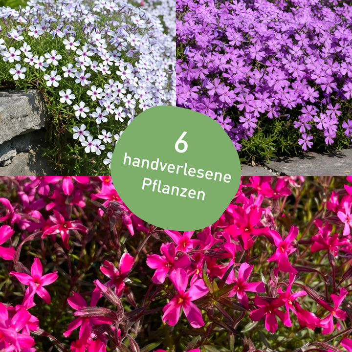 Bodendecker-Set Phlox-Mix (6er Set) kaufen