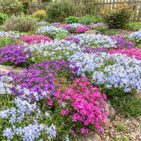 Bodendecker-Set Phlox-Mix (6er Set)