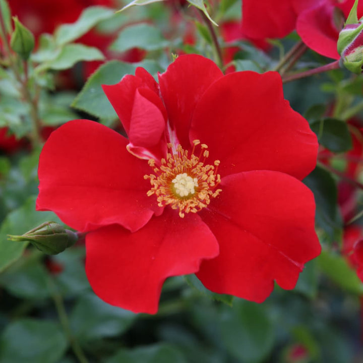 Bodendeckerrose 'Alexander von Humboldt' Rot