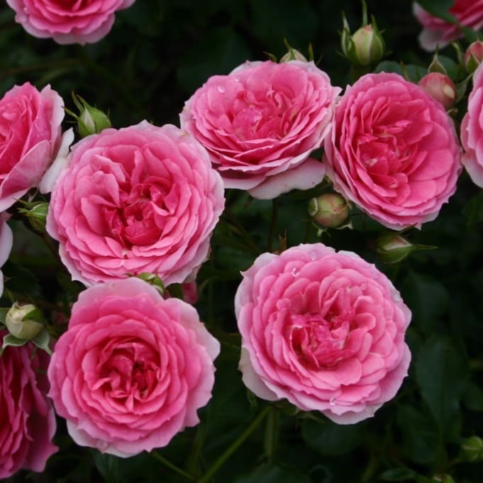 Bodendeckerrose 'Amica'® Rosa
