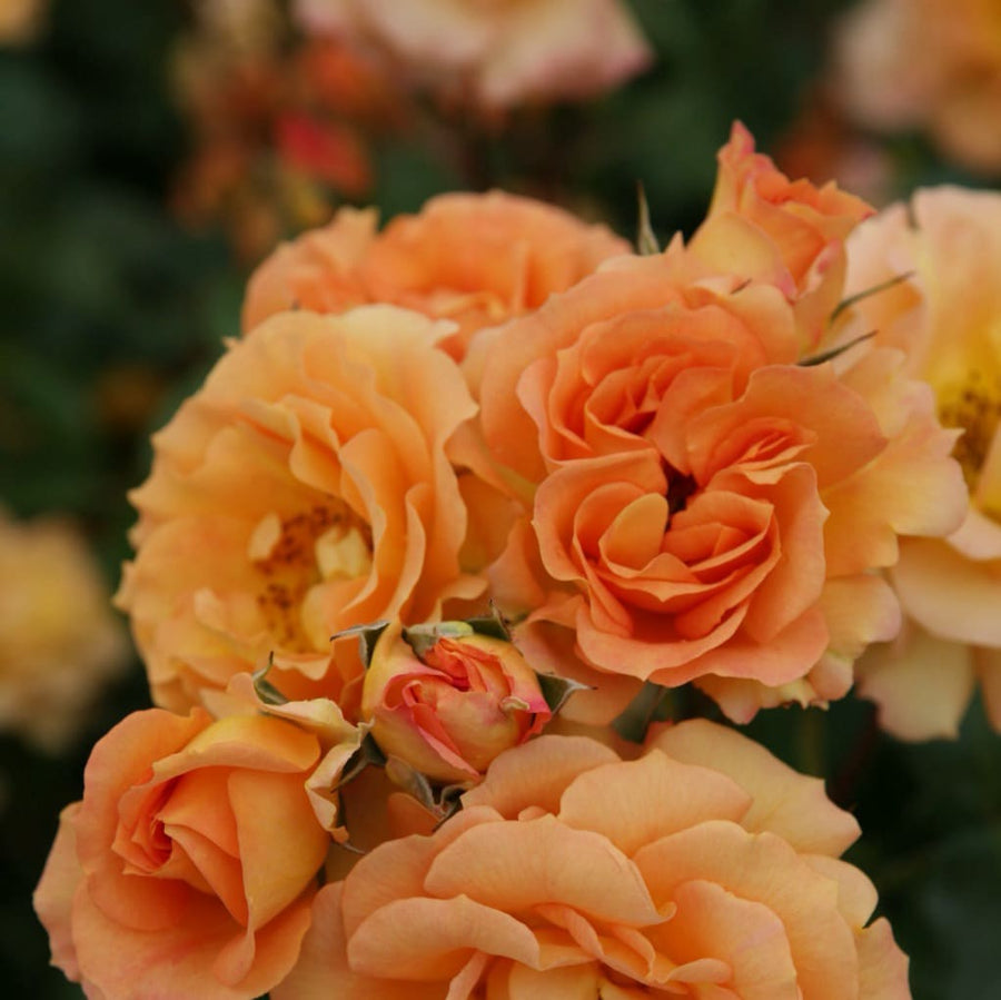 Bodendeckerrose 'Bentheimer Gold'® Apricot-Orange