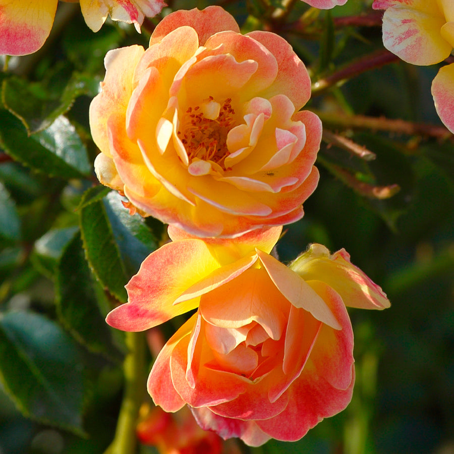 Blüte der Bodendeckerrose 'Bienenweide Fruity'®