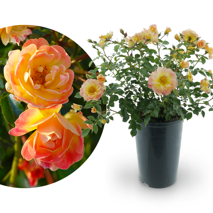 Bodendeckerrose 'Bienenweide Fruity'® Gelb-Rosa-Apricot