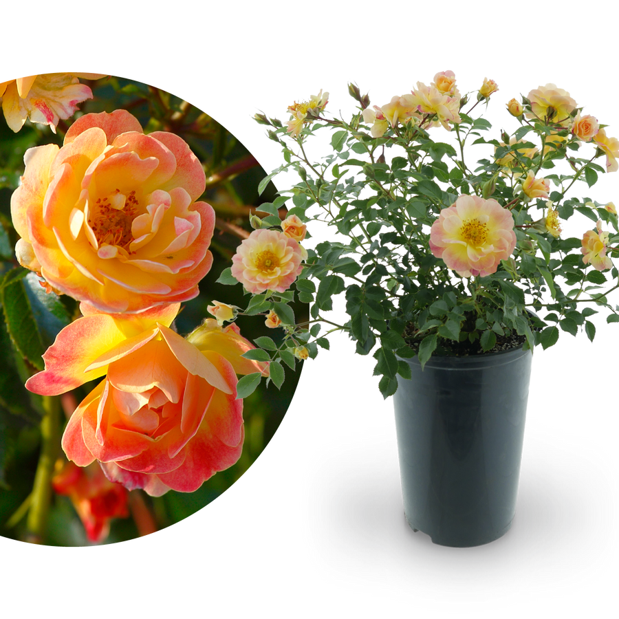 Bodendeckerrose 'Bienenweide Fruity'® Gelb-Rosa-Apricot