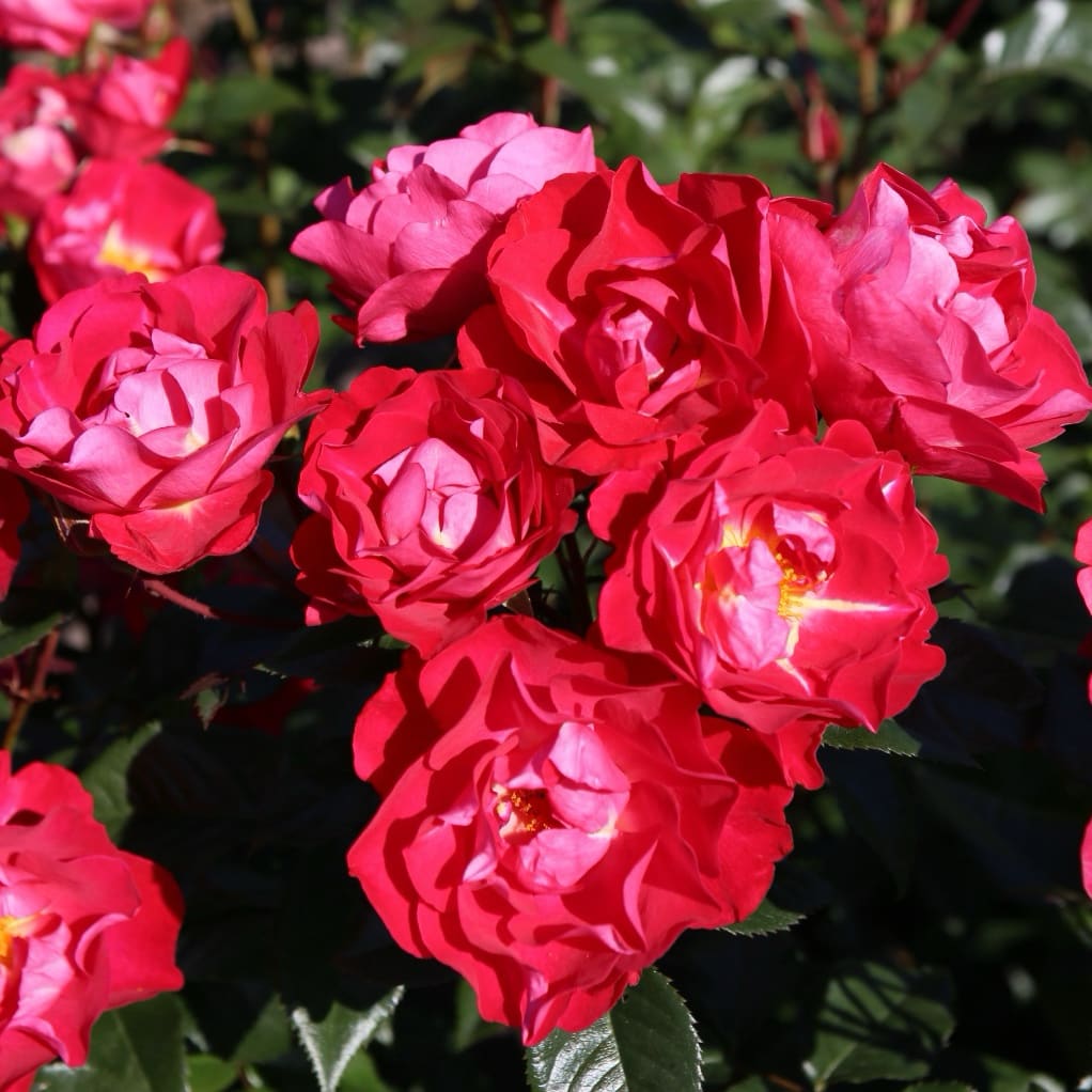 Bodendeckerrose 'blütenRhein'® Kirschrot