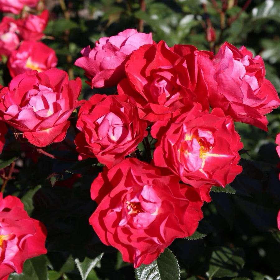 Bodendeckerrose 'blütenRhein'® Kirschrot