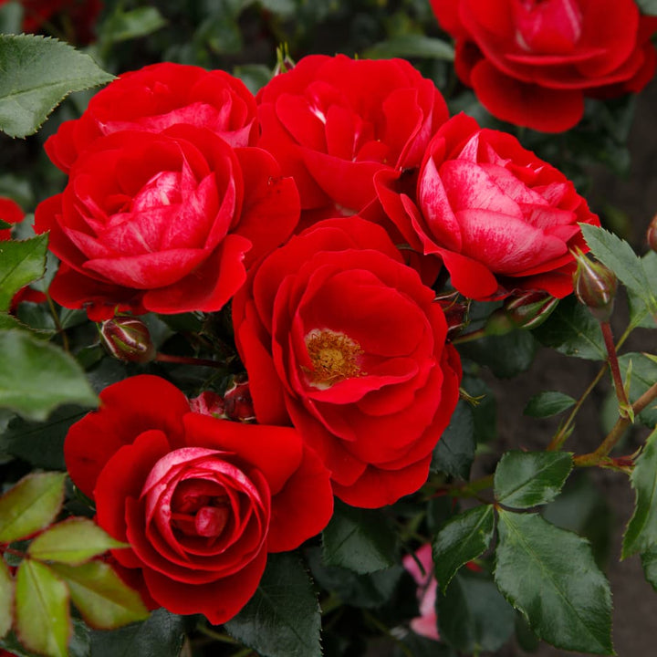 Bodendeckerrose 'Caracho'® Rot-Cremeweiß