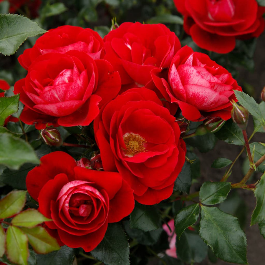 Bodendeckerrose 'Caracho'® Rot-Cremeweiß