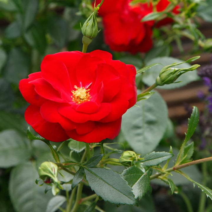 Bodendeckerrose 'Cayenne'® Samtrot