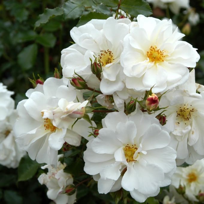 Bodendeckerrose 'Diamant'® Reinweiß