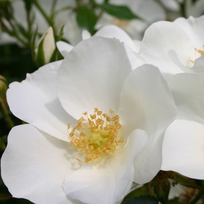 Bodendeckerrose 'Escimo'® Reinweiß