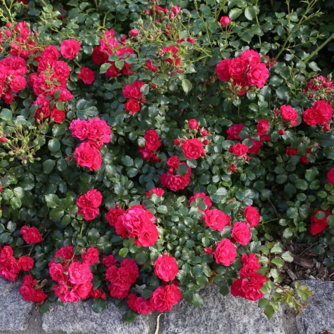 Bodendeckerrose 'Gärtnerfreude'® Himbeerrot