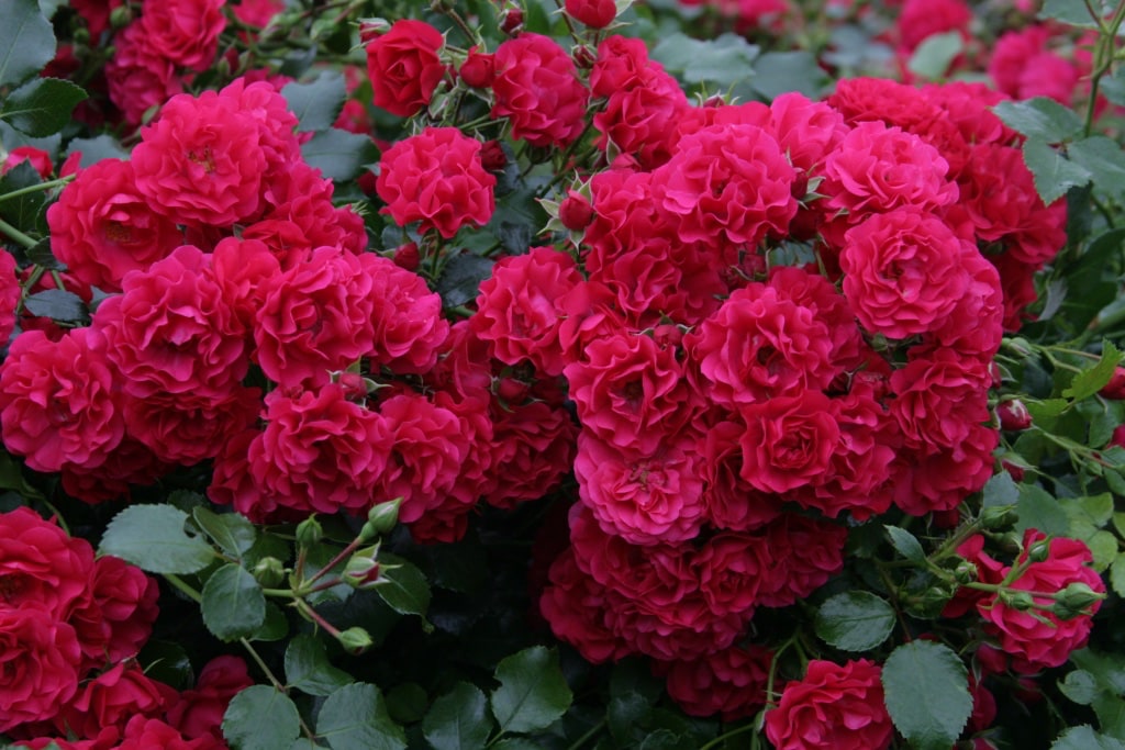Bodendeckerrose 'Gärtnerfreude'® Himbeerrot