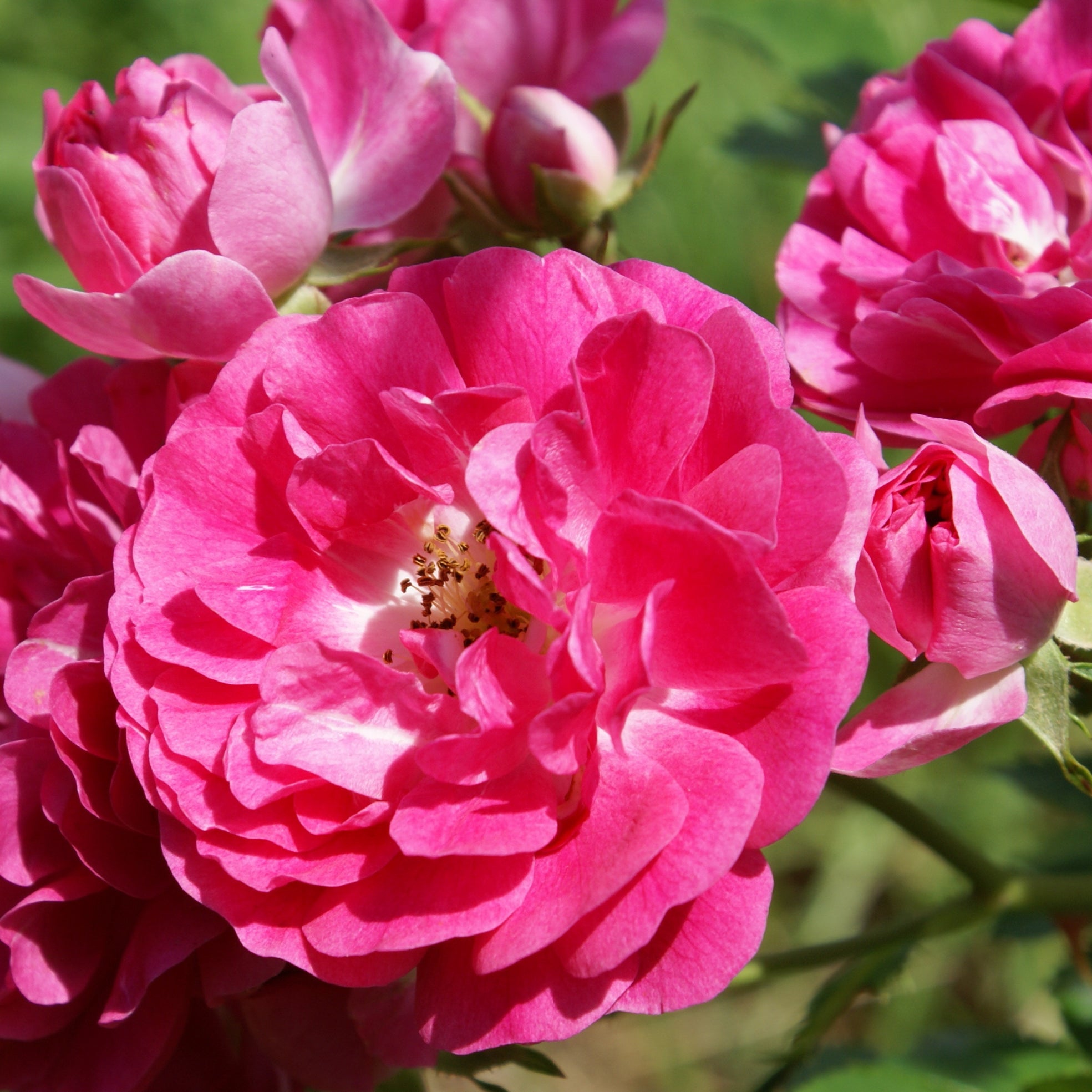 Blüte der Bodendeckerrose 'Heidetraum'®
