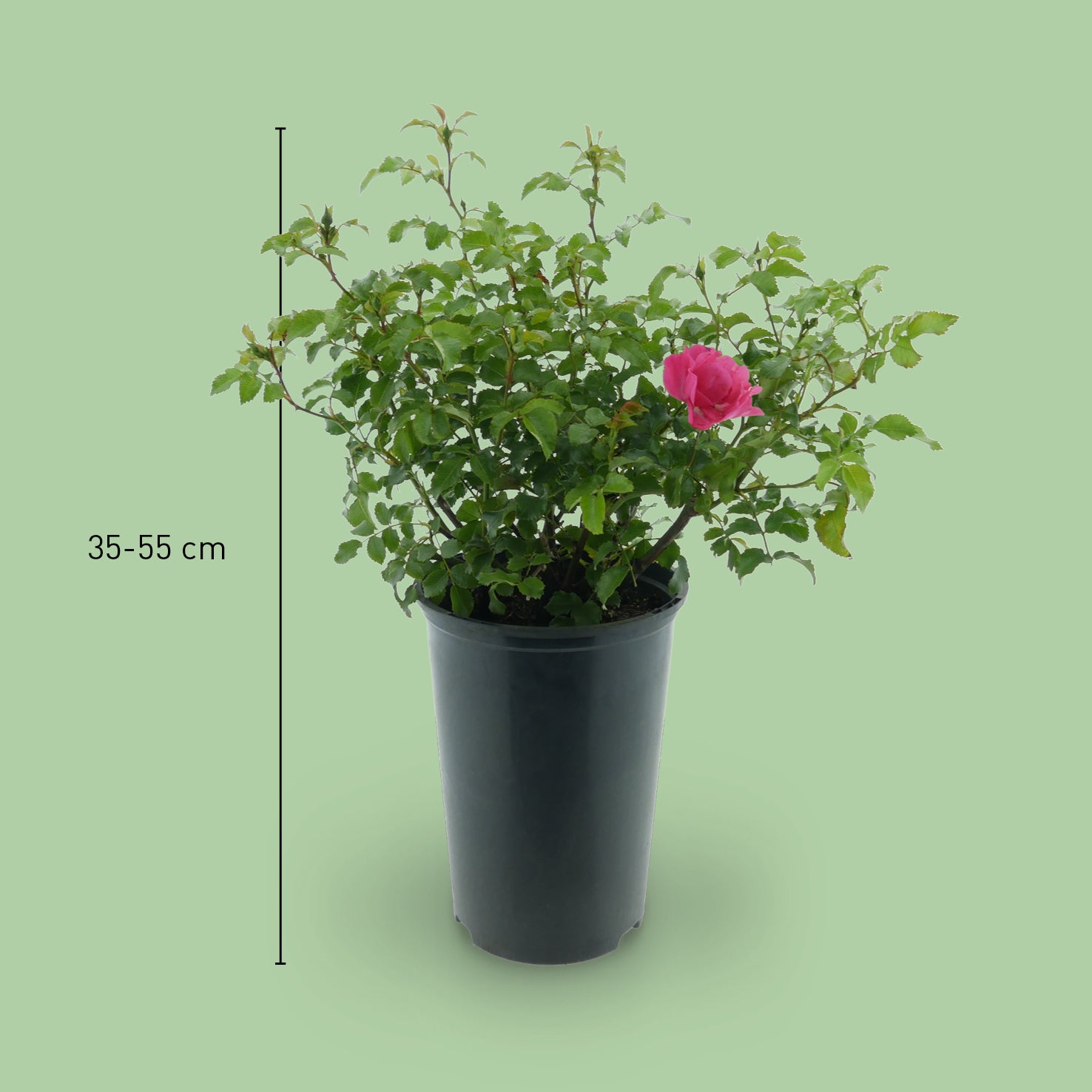 Größe der Bodendeckerrose 'Heidetraum'®