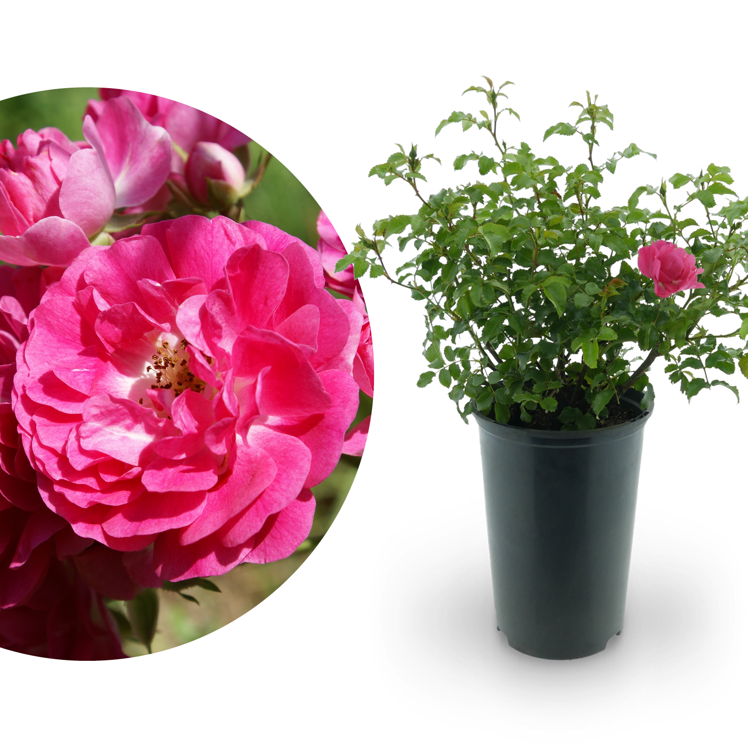 Bodendeckerrose 'Heidetraum'® Karminrosarot