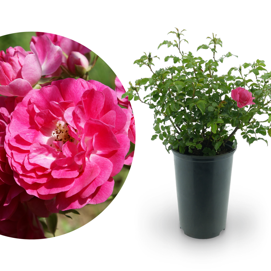 Bodendeckerrose 'Heidetraum'® Karminrosarot