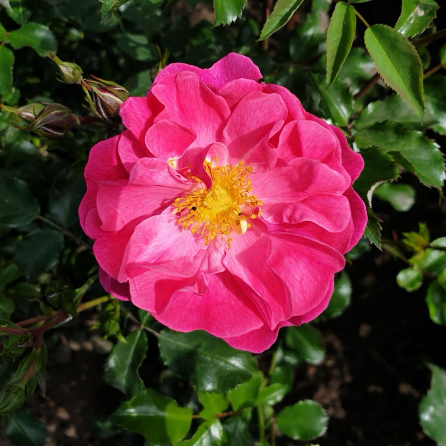Bodendeckerrose 'Hotline'® Rosa