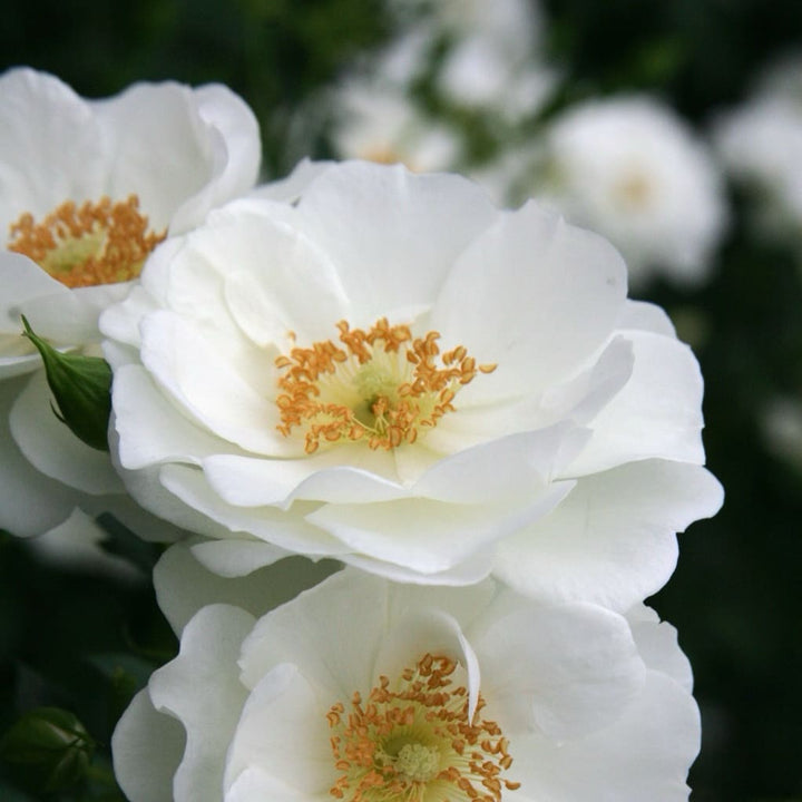 Bodendeckerrose 'Innocencia'® Reinweiß
