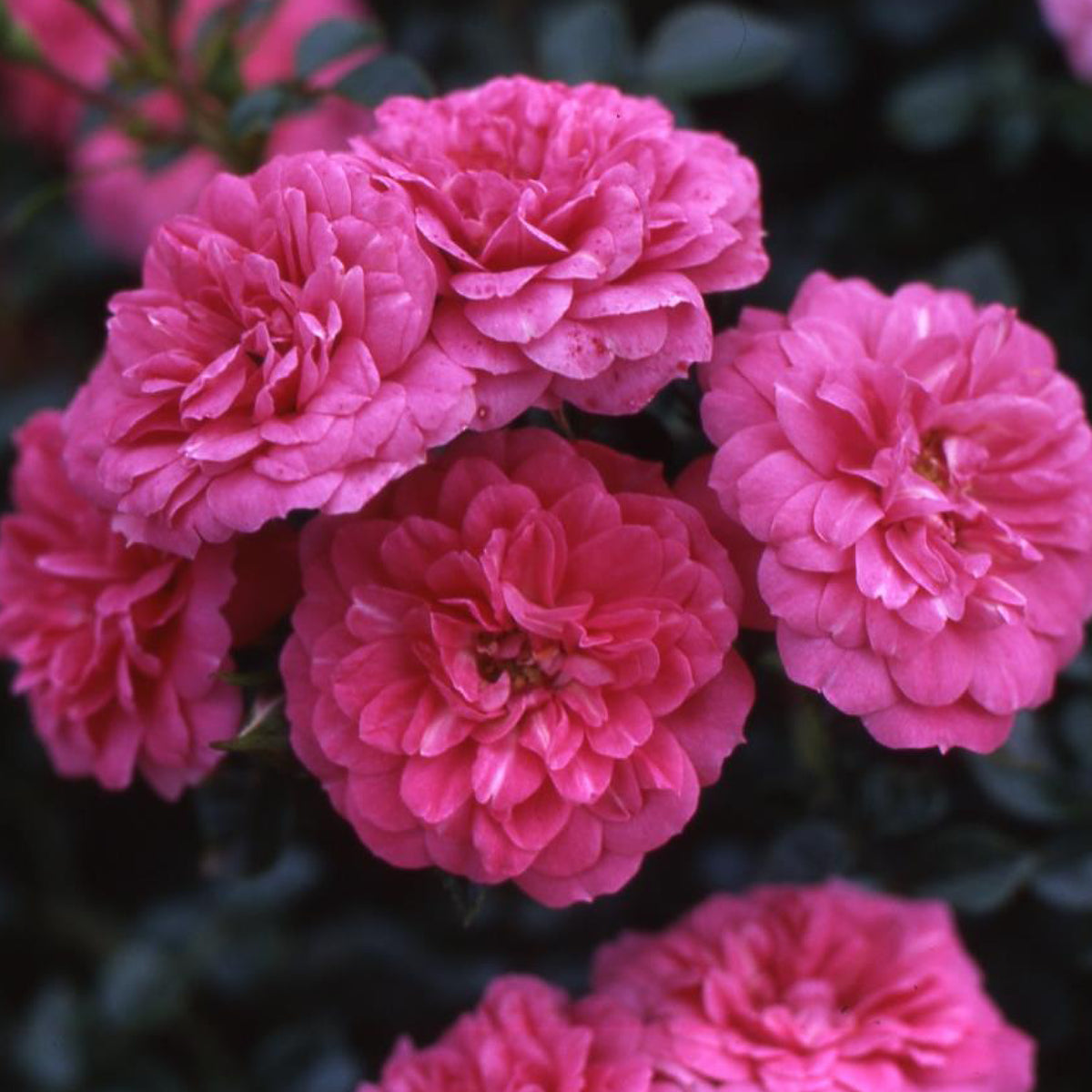 Blüte der Bodendeckerrose 'Knirps'®