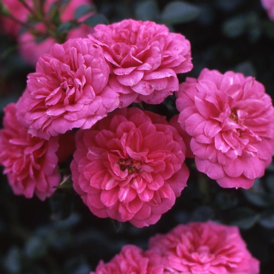 Blüte der Bodendeckerrose 'Knirps'®